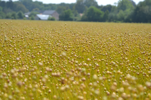 Flax-growing