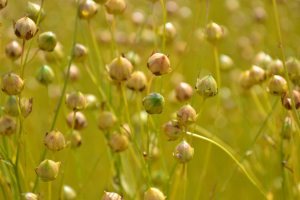 Flax-growing