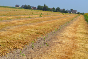 Flax-growing