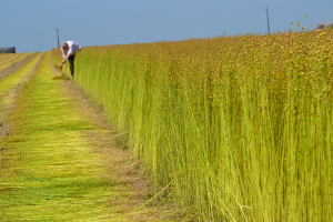 Flax-growing