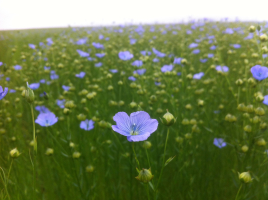 Flax-growing